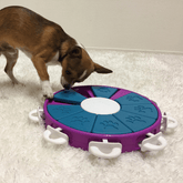 interactive dog toy for your fur babies Let's Pawty Sydney